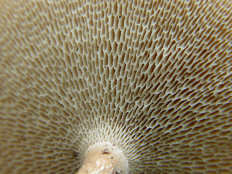 Altri ritrovamenti d''inizio primavera  (1)